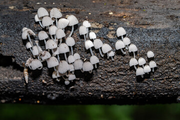 Coprinellus disseminatus,  Coprinus disseminatus，fairy inkcap, fairy bonnet, or trooping crumble...