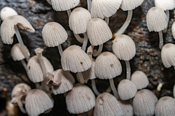 Coprinellus disseminatus,  Coprinus disseminatus，fairy inkcap, fairy bonnet, or trooping crumble cap, agaric fungus in the family Psathyrellaceae. Makiki Valley Loop Trail, Honolulu, Oahu, Hawaii
