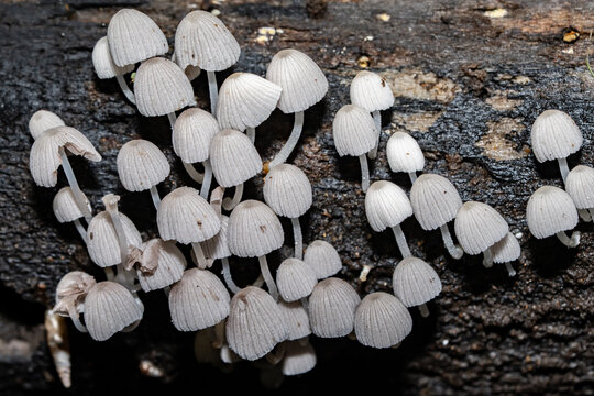Coprinellus disseminatus,  Coprinus disseminatus，fairy inkcap, fairy bonnet, or trooping crumble cap, agaric fungus in the family Psathyrellaceae. Makiki Valley Loop Trail, Honolulu, Oahu, Hawaii
