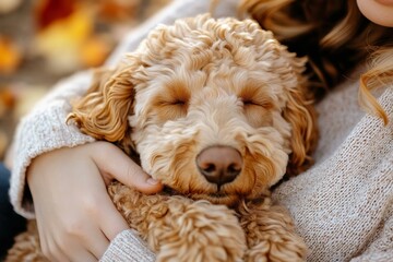 Curly-Haired Dog Sleeping Peacefully in Owner’s Arms

