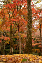 紅葉