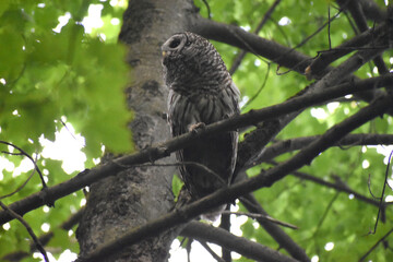 La Plaine 24 Juin 2025