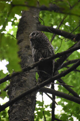 La Plaine 24 Juin 2025