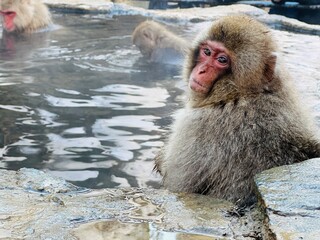 湯けむりのほとりで──見つめ返すニホンザル