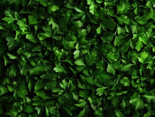 Fresh green parsley leaves close-up