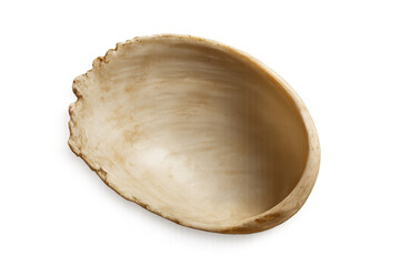 Mollusk shell serving as a bowl isolated on transparent background, offering a natural and rustic aesthetic