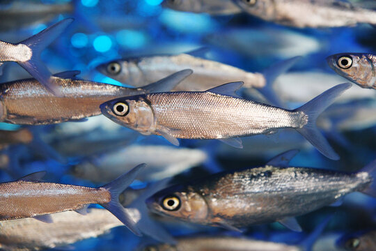 A school of milkfish swimming in blue water
