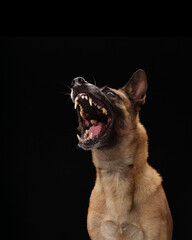 A dog opens its mouth wide mid-snarl as a snack approaches, in a dramatic action studio shot.