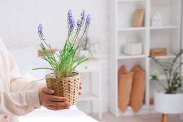 Woman holding pot with Muscari flowers in bedroom, closeup
