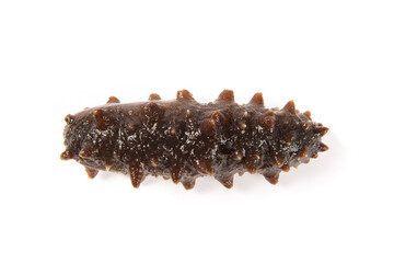Raw sea cucumber trepang isolated on white background