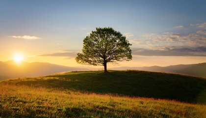 Fototapeta premium a single tree stands proudly on a grassy hill bathed in the warm glow of the rising sun or setting sun the scene evokes a sense of tranquility and natural beauty