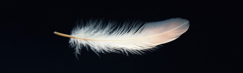 Obraz premium A delicate white feather against a black background