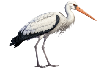 Elegant Wood Stork: A Detailed Illustration transparent background png
