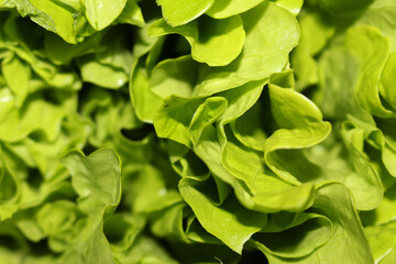 Edible Green Leaves. Fresh Leafy Texture. Vibrant Greenery.