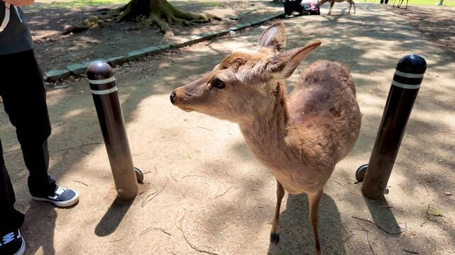 Curious deer eagerly approach to be hand-fed by people in a sunny park setting