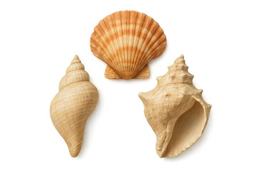 Collection of seashells isolated on transparent background, perfect for summer and beach projects