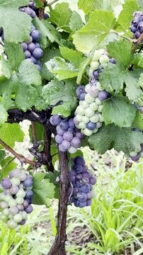 racimo de uvas Pinot Noir
