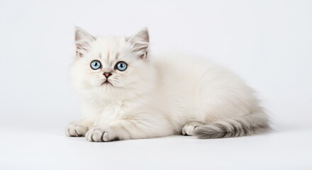 Fluffy white kitten rests peacefully soft light bathes its fur. AI Generated
