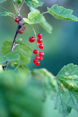 red currant bush