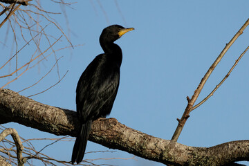 Little Black Cormorant (Phalacrocorax sulcirostris) standing on a branch