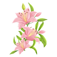 bouquet of pink lilies