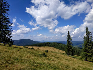 Beautiful mountain landscape with a green alpine meadow in the Carpathians. Peaceful and wide open nature view. Clear blue sky