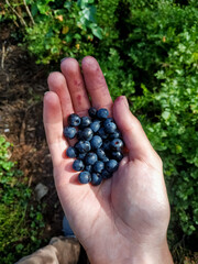 Close-up of a hand with purple fingers holding fresh wild blueberries in the forest. Blueberry bushes in the background.