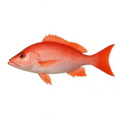 Obraz premium Vibrant red snapper fish isolated on white background