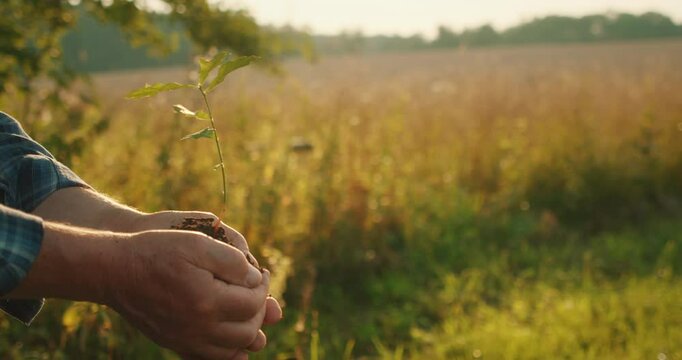 Hands holding a small sapling of oak tree with blurred field and sunset in the background
