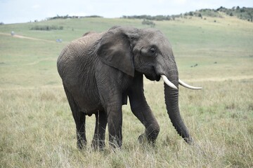 Fototapeta premium Elephant with tusks