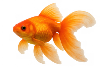 Orange goldfish gliding smoothly through pristine water, displaying shimmering scales and delicate fin movements against transparent backdrop