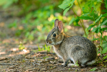 Fototapeta premium Baby Eastern Cottontail rabbit exploring a trail at a nature preserve in New Jersey