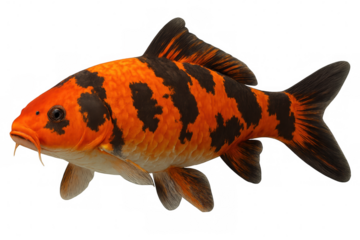 Vivid orange-black koi gracefully swimming, side profile against clean transparent backdrop