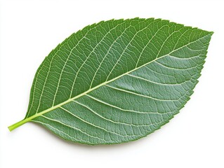 Obraz premium Single vibrant green leaf