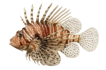 Obraz premium Venomous red lionfish displaying fiery coloration, spiny fins extended, floating against transparent backdrop