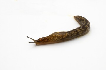 Macro Shot of a Brown Slug Crawling on White Background – Slimy Pest Close-Up