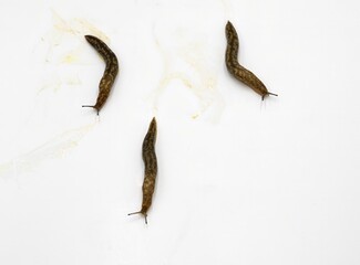 Brown Garden Slugs on White – Macro Shot of Slimy Terrestrial Mollusks