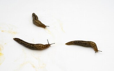 Brown Garden Slugs on White – Macro Shot of Slimy Terrestrial Mollusks