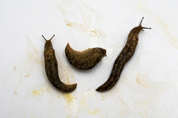 Brown Garden Slugs on White – Macro Shot of Slimy Terrestrial Mollusks