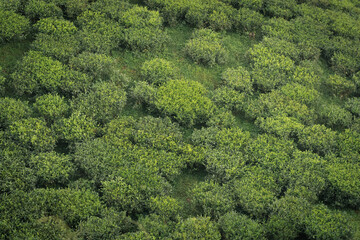 Aerial view of dense, green tea bushes arranged in rows, creating a natural texture in a tea garden plantation landscape.