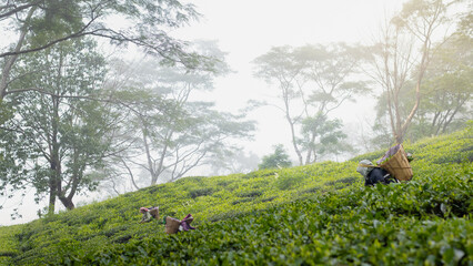 Tea garden workers in traditional attire and cane basket plucking green tree leaves on slopes of hills with tea plantation. 