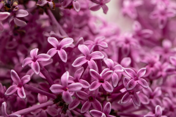 Up close and personal with some flowers from a bloomerang dark purple lilac (syringa) bush.