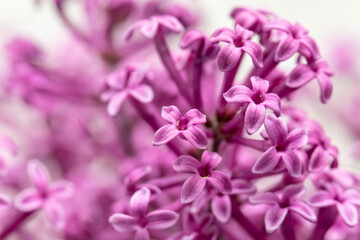 Up close and personal with some flowers from a bloomerang dark purple lilac (syringa) bush.