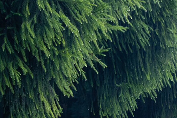 Green Pine Leaves with Dew Drops. Perfect Nature Texture for Organic Product Labels, Eco Packaging, or Wellness Backgrounds