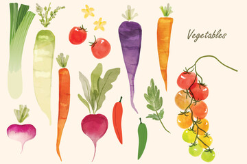 Set of vegetables colorful watercolor a bunch of freshly picked summer carrots, radish, tomatoes, chillies and beetroot isolated on a white background. Root vegetables watercolor.