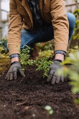 Fototapeta premium Person planting young shrubs in garden soil