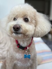 Picture of a cute white dog