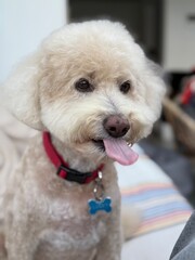 Cute dog sticking out tongue