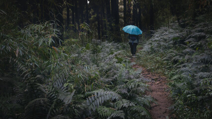 Hiker walking on narrow trail through Lush green dense forest with umbrella.