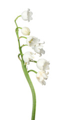 Beautiful fragrant lily-of-the-valley flowers isolated on white